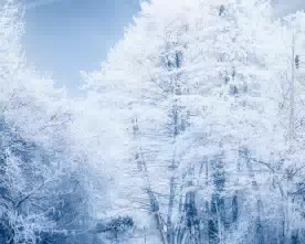 Winter Impression mit Fischreiher 276w
